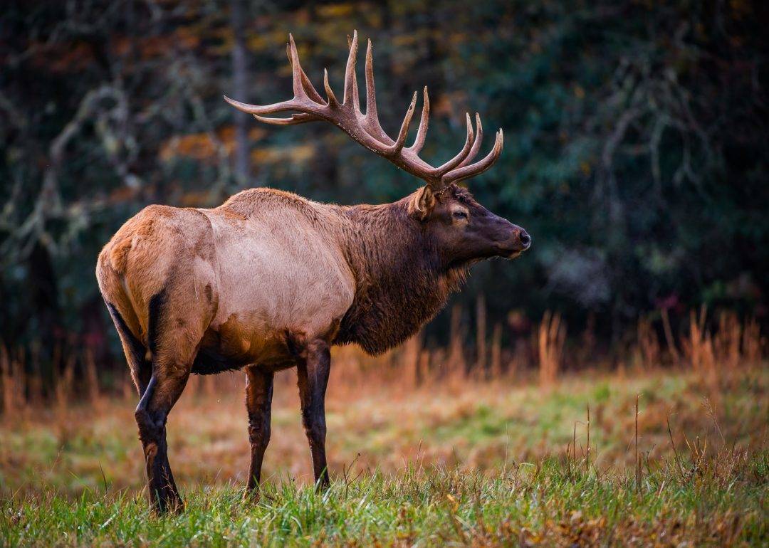 Photographing Elk in North Carolina A Bit Farther... Travel Obscura