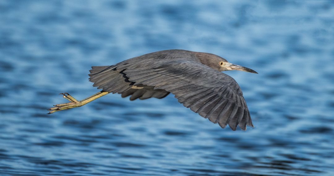 Celery Fields Birds, Birds, Birds Sarasota, Florida Travel Obscura