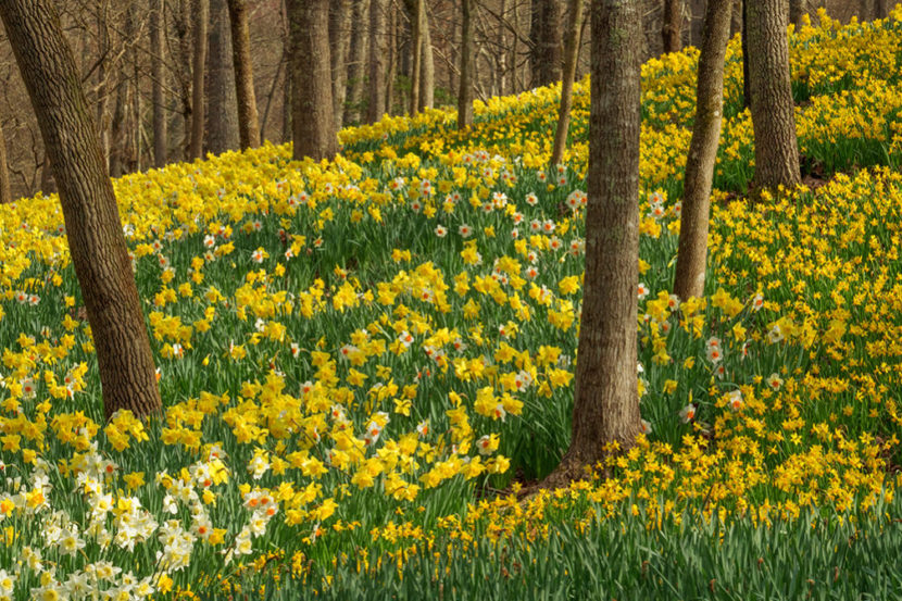 The Daffodils are Blooming Travel Obscura